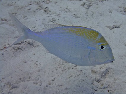 Bigeye sea bream