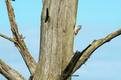 Crested Tit