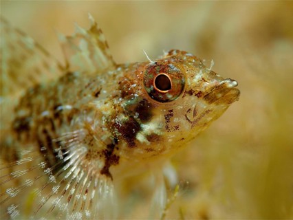 Red pointed blenny