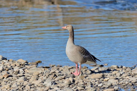 Greylag goose