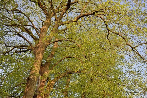 Linden trees