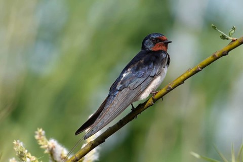 Barn swallow