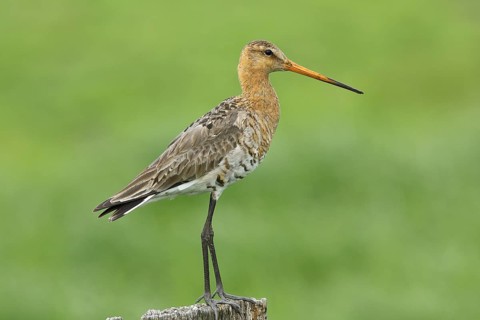 Black-tailed Godwit