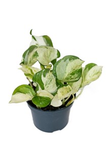 Exotic 'Epipremnum Aureum Manjula' pothos houseplant in flower pot on white background