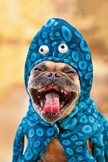 Funny French Bulldog dog with octopus Halloween costume making a spooky face