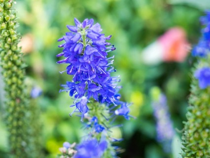 Spiked speedwell