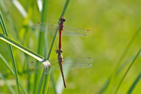 Ruddy darter