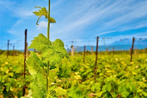 Beautiful vine shoot or tendril in selective focus