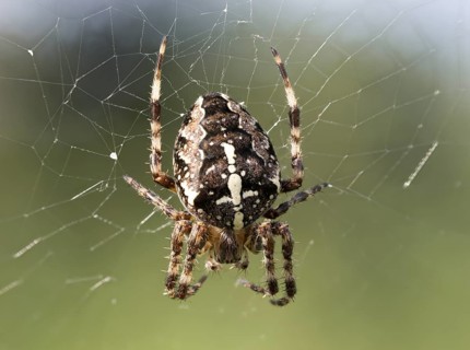 European garden spider
