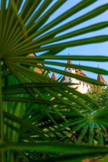 City of Thun with Castle Behind Palm Leaf in a Sunny Day in Thun