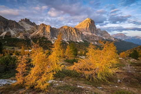 Autumn larches with mountains in the sunlight at Falzarego Pass