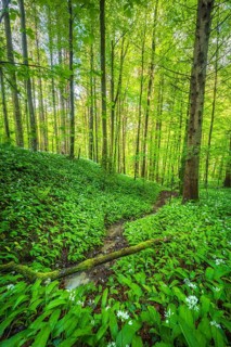 Blooming ramson