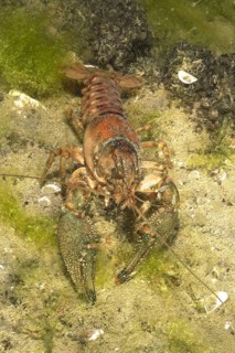 Crayfish