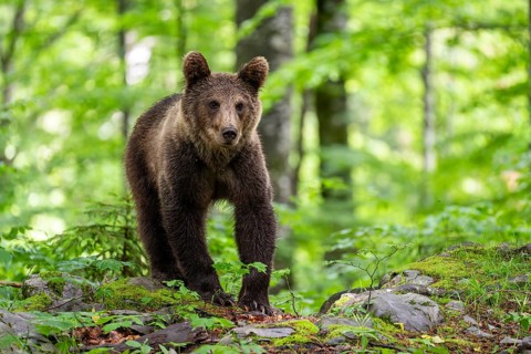 European brown bear