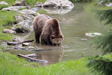 Brown bear in the animal enclosure