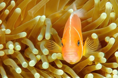 Close-up of symbiotic behaviour Symbiosis of pink skunk clownfish