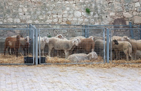 Sheep for sale at weekly market market
