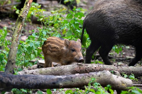 Wild boar