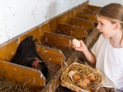 Boy collecting eggs from the nests into a basket in the henhouse