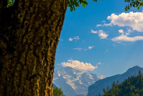 Snow Capped Jungfraujoch Mountain and a Tree Trunk in a Sunny Day in Interlaken