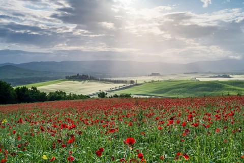 Poppy field in front of Poggio Covili estate with cypress