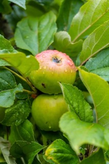 Green apples on the tree