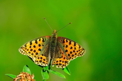 Queen of spain fritillary