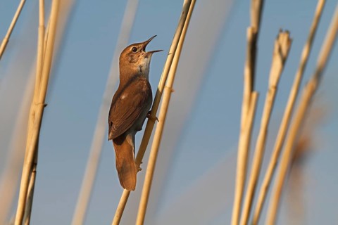Savi's warbler