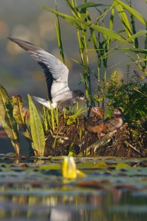 Black Tern