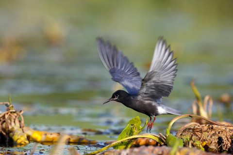 Black Tern
