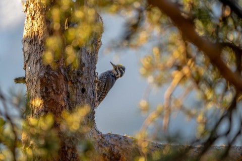 Three-toed Woodpecker