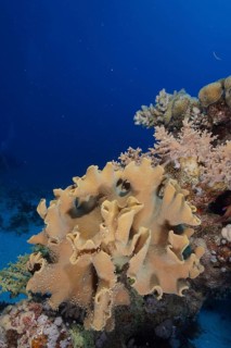 Rough leather coral