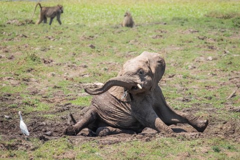Baby elephant