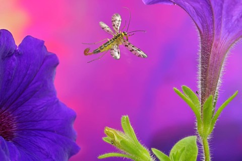 Scorpion fly male