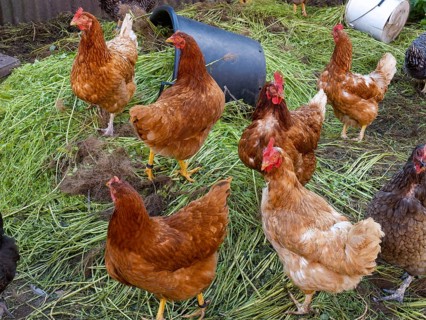 Free-range chickens and green grass in small farm