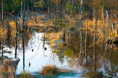 Bulges or bulrushes with grass growth