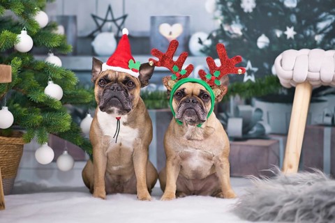 Christmas dogs. Pair of French Bulldogs dressed up with festive Santa hat and reindeer antler headband sitting between Christmas tree with baubles and gift boxes in blurry background