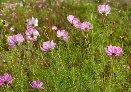 Mallow