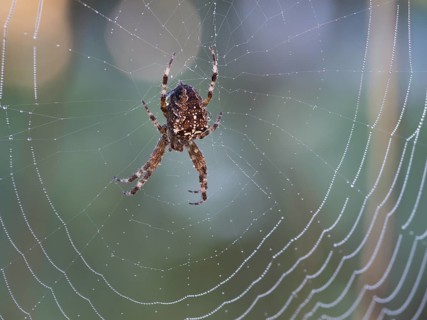 European garden spider