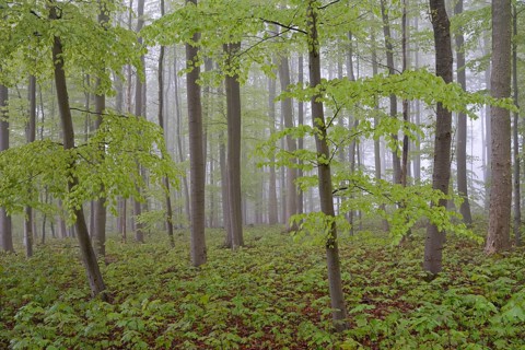 Deciduous forest with natural regeneration in spring with fog