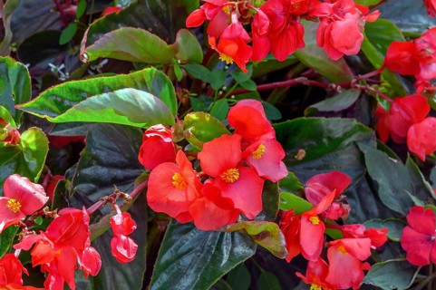 Begonias