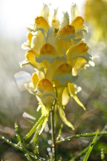 Common Toadflax