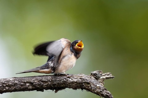Barn swallow