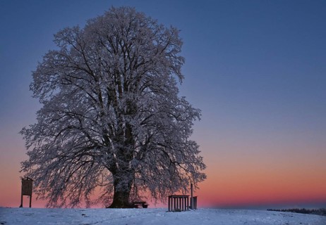 Large-leaved linden in winter shortly after sunset near Seibranz in Allgaeu