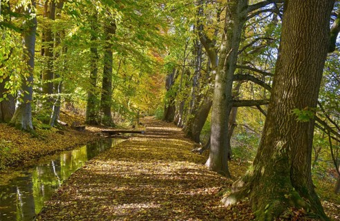 Autumn atmosphere at a small brook