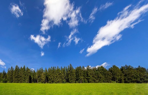 Coniferous forest with sky and clouds