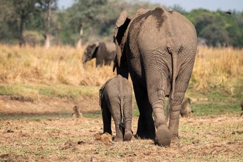 Elephant cow walks with her elephant baby on her left side through the African savannah. Lower Zambezi National Park