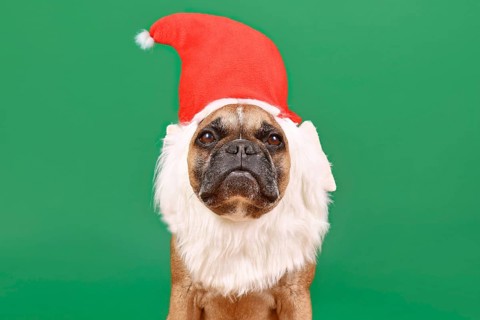 French Bulldog dog with funny Christmas santa hat and white beard costume on green background