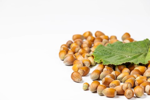 Hazelnuts in shell and hazelnut bush leaf