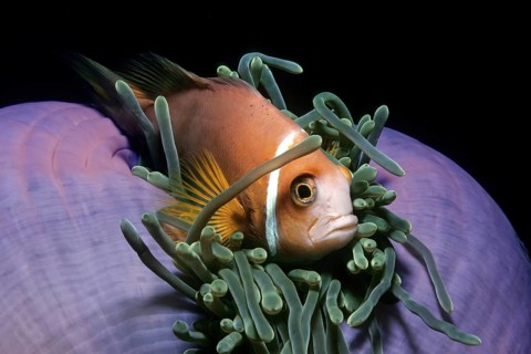 Close-up of maldive anemonefish